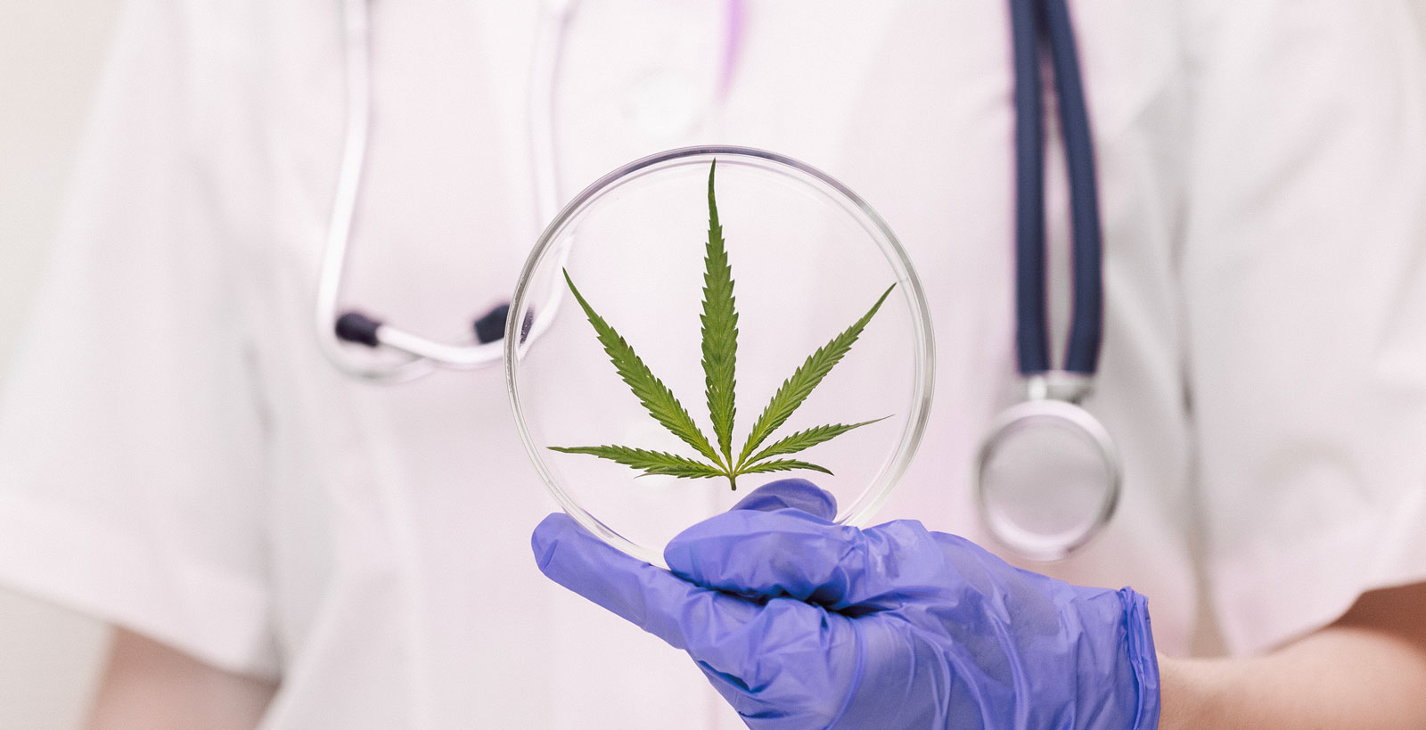 A medic professional with a stethoscope in a lab coat and blue gloves holds round laboratory glasses with a cannabis leaf. Hemp medicinal properties concept.